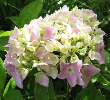 Hydrangea macrophylla Semperflorens